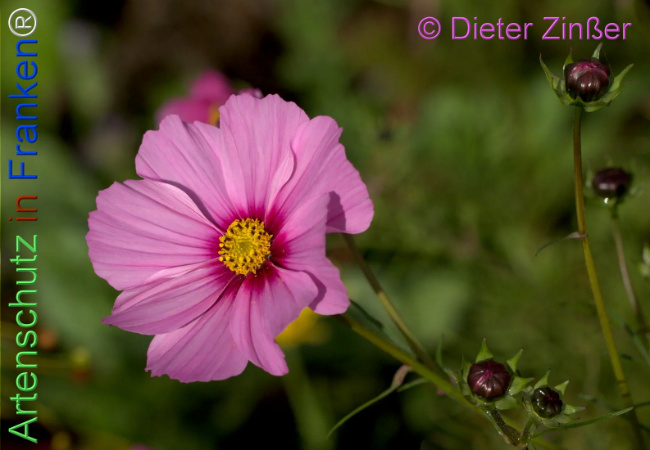 Bild zum Eintrag (1141602-160)