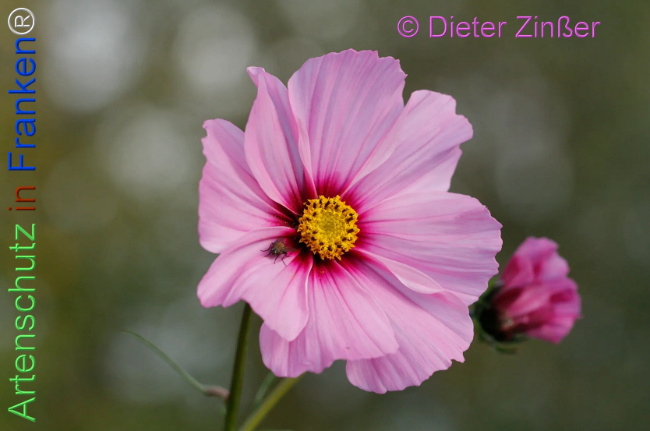 Bild zum Eintrag (1141606-160)