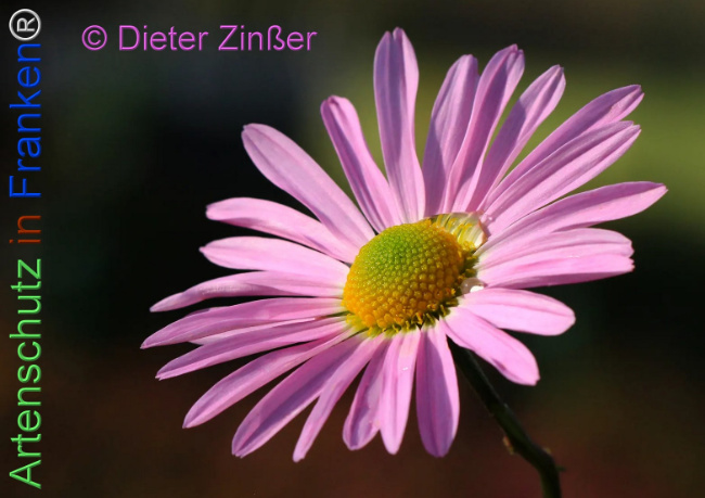 Bild zum Eintrag (1141608-160)