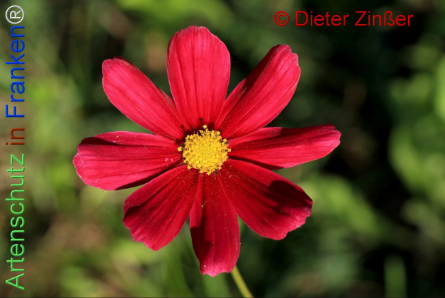 Bild zum Eintrag (1141615-160)