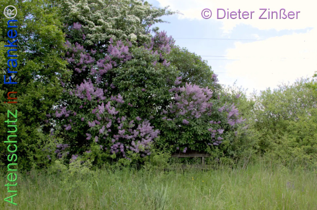 Bild zum Eintrag (1141695-160)