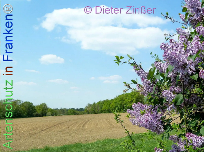 Bild zum Eintrag (1141697-160)