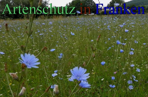 Bild zum Eintrag (1141740-160)