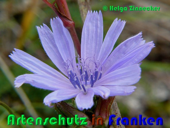 Bild zum Eintrag (1141745-160)