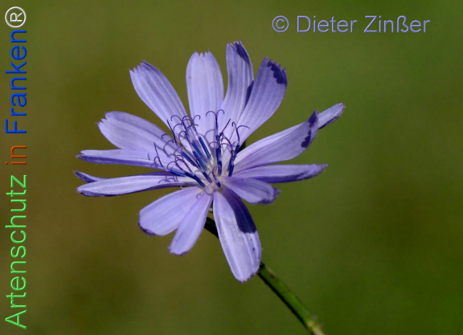 Bild zum Eintrag (1141747-160)