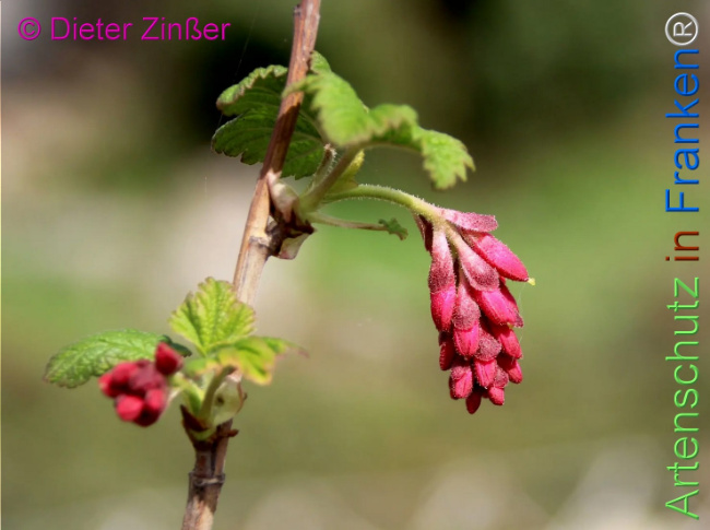 Bild zum Eintrag (1141784-160)