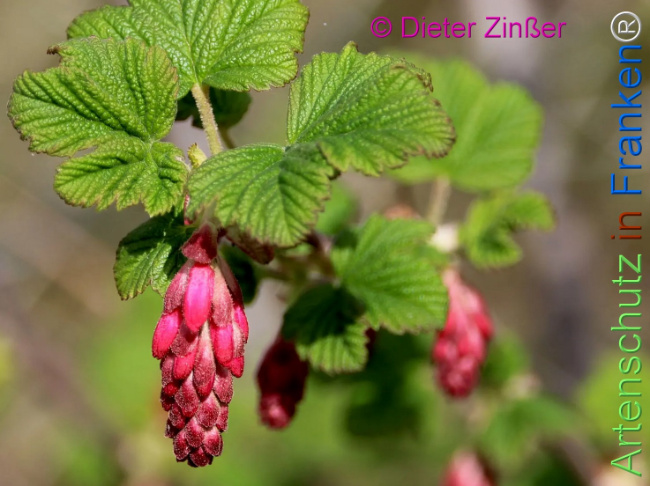 Bild zum Eintrag (1141785-160)