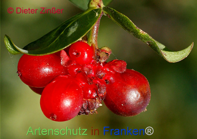 Bild zum Eintrag (1141826-160)