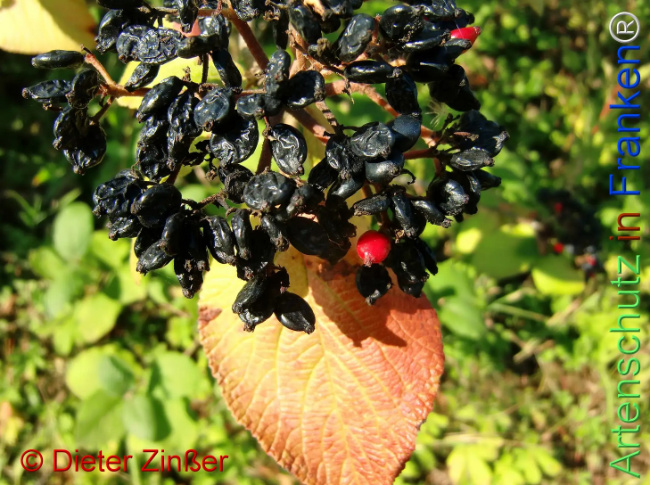 Bild zum Eintrag (1142482-160)