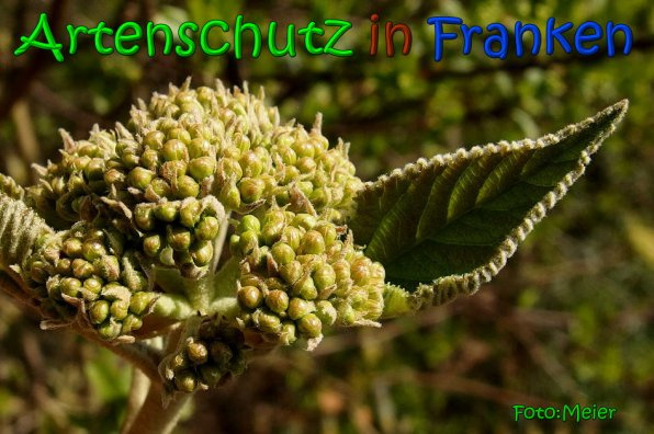 Bild zum Eintrag (1142503-160)