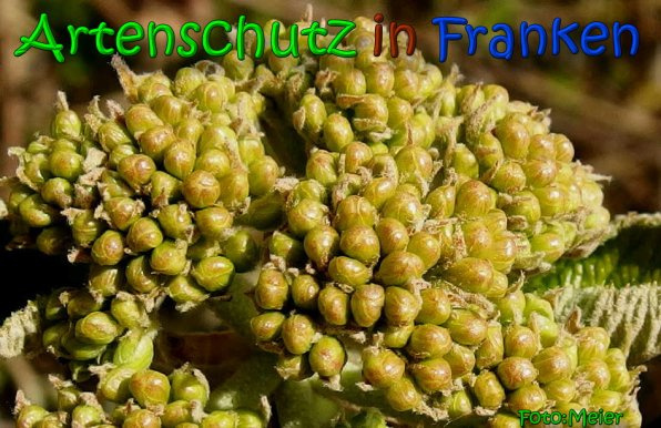 Bild zum Eintrag (1142504-160)