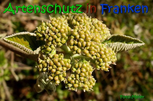 Bild zum Eintrag (1142506-160)