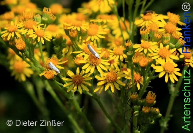 Bild zum Eintrag (1142576-160)