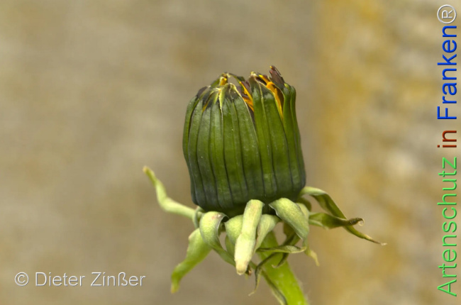 Bild zum Eintrag (1142740-160)