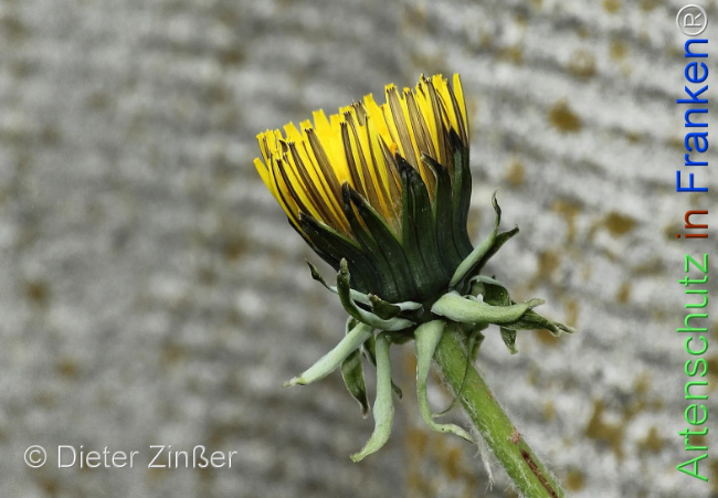 Bild zum Eintrag (1142741-160)