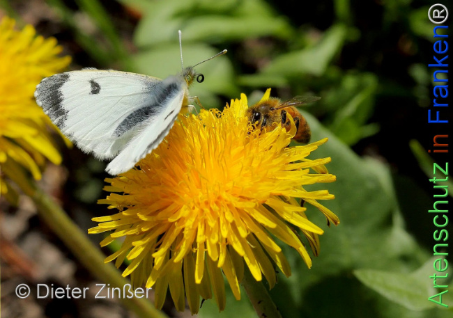 Bild zum Eintrag (1142745-160)