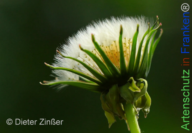 Bild zum Eintrag (1142755-160)