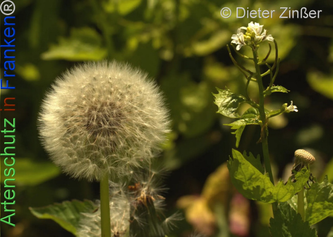 Bild zum Eintrag (1142757-160)