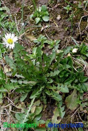 Bild zum Eintrag (1142768-160)