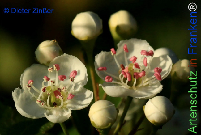 Bild zum Eintrag (1142827-160)