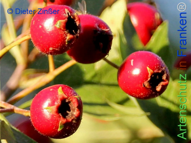 Bild zum Eintrag (1142829-160)