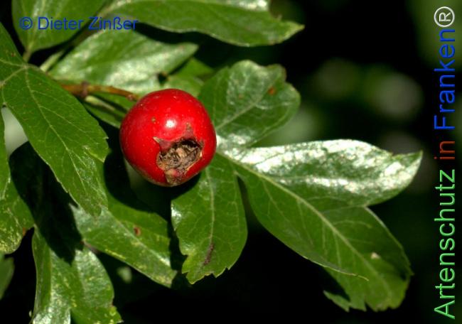 Bild zum Eintrag (1142830-160)