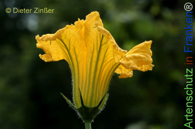 Bild zum Eintrag (1142907-160)