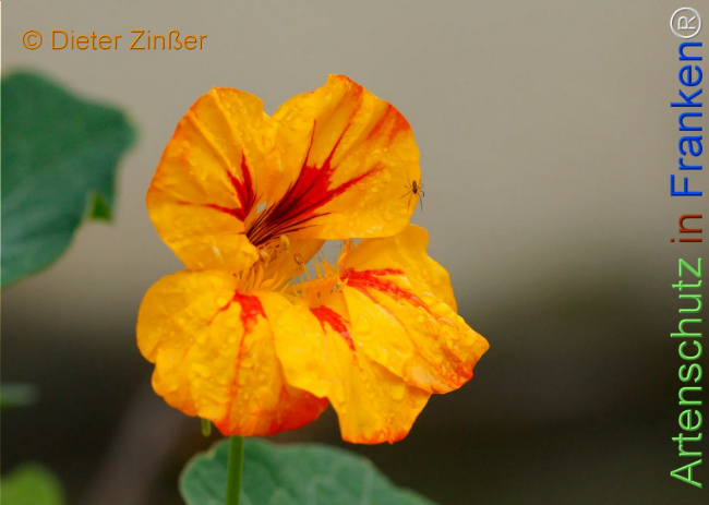 Bild zum Eintrag (1142912-160)