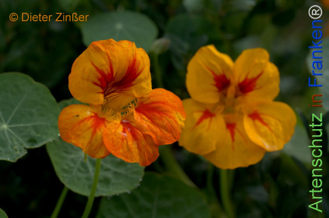 Bild zum Eintrag (1142916-160)