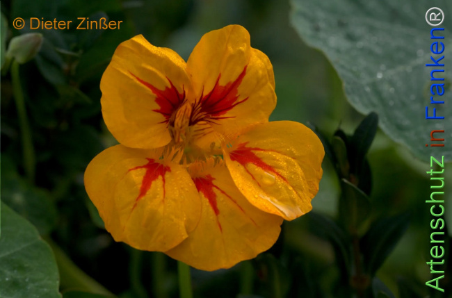 Bild zum Eintrag (1142921-160)