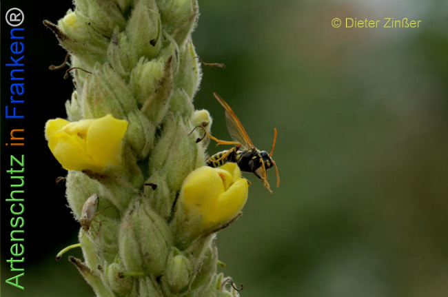 Bild zum Eintrag (1143029-160)