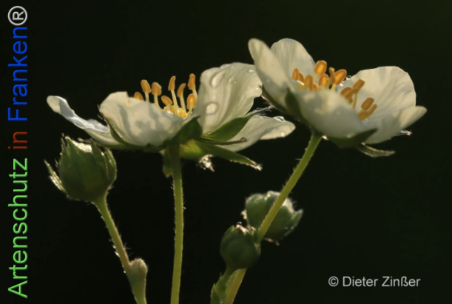 Bild zum Eintrag (1143052-160)