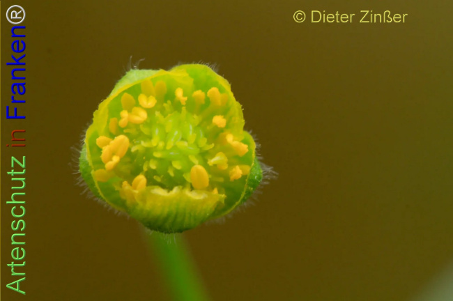 Bild zum Eintrag (1143306-160)