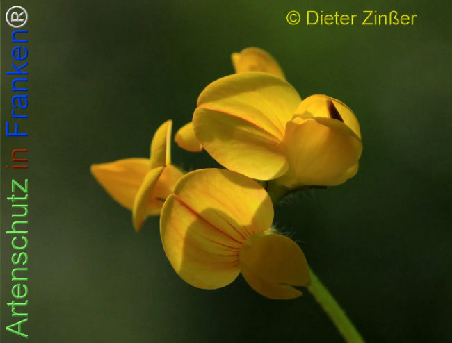 Bild zum Eintrag (1143336-160)