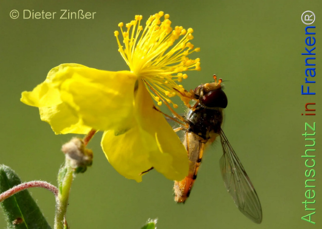 Bild zum Eintrag (1143401-160)