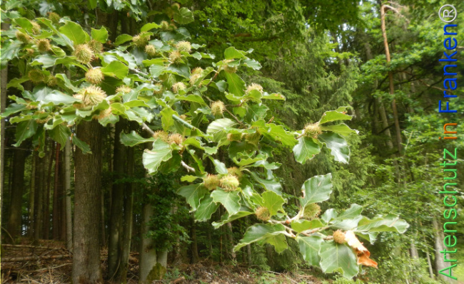 Bild zum Eintrag (1143487-160)