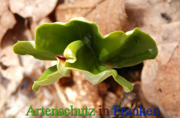 Bild zum Eintrag (1143504-160)