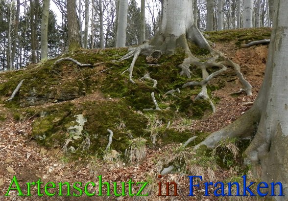 Bild zum Eintrag (1143505-160)