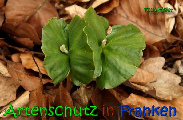 Bild zum Eintrag (1143506-160)