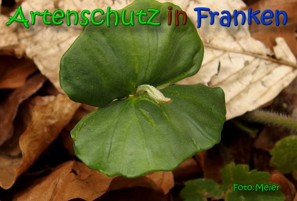 Bild zum Eintrag (1143508-160)