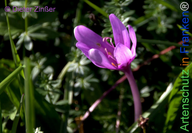 Bild zum Eintrag (1143544-160)