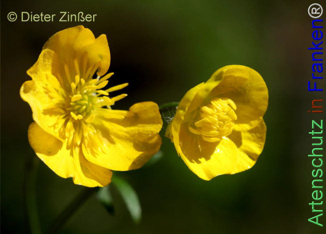 Bild zum Eintrag (1143926-160)