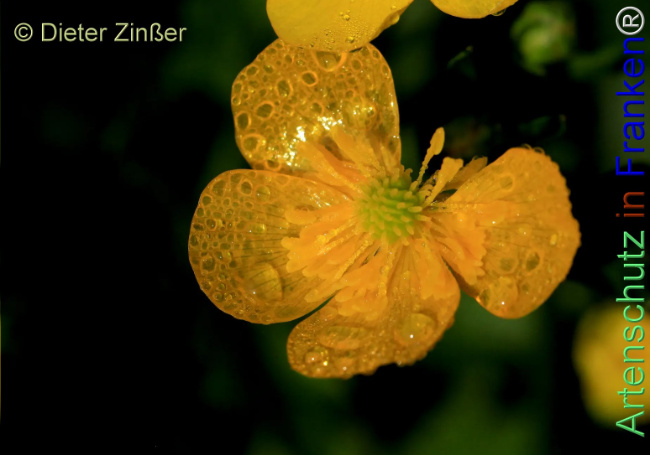 Bild zum Eintrag (1143927-160)