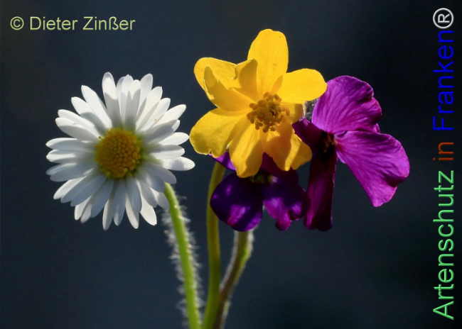Bild zum Eintrag (1143929-160)