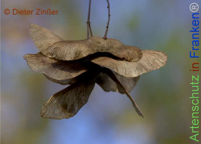 Bild zum Eintrag (1144106-160)