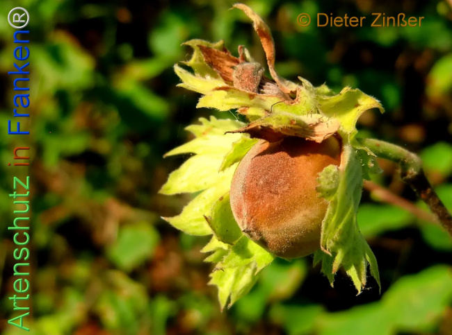 Bild zum Eintrag (1144150-160)
