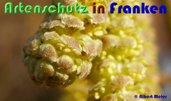 Bild zum Eintrag (1144162-160)