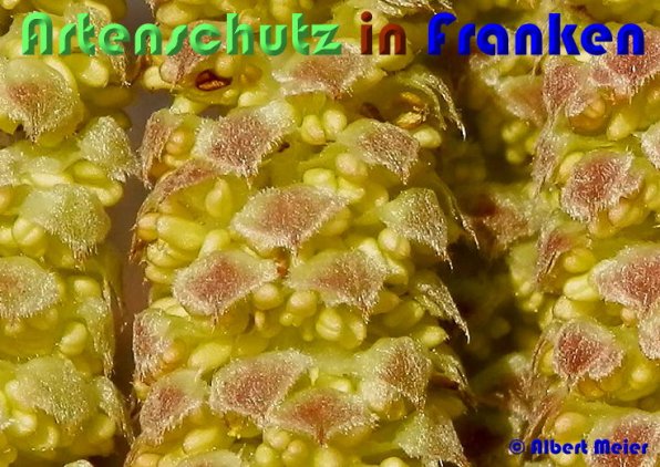 Bild zum Eintrag (1144163-160)