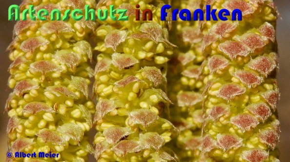 Bild zum Eintrag (1144164-160)