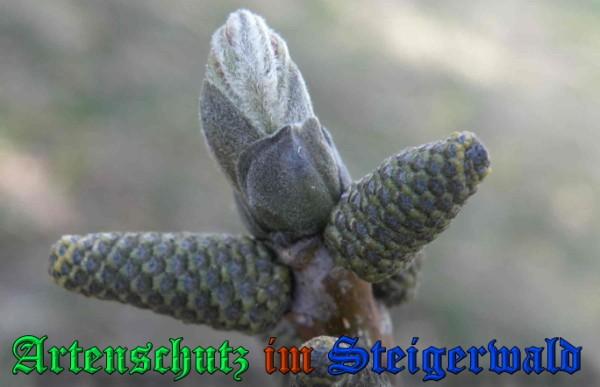Bild zum Eintrag (1144324-160)